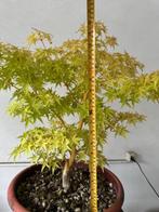 Japanese maple bonsai (Acer palmatum) - Hoogte (boom): 50 cm, Antiek en Kunst