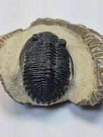 Trilobiet - Gefossiliseerd dier - Hollardrops - 7 cm (Zonder