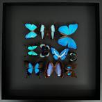Vlinder Taxidermie volledige montage - Blue Patchwork 10, Nieuw