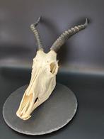 Blesbok Schedel - Damaliscus phillipsi - 34 cm - 27 cm - 47, Verzamelen, Nieuw