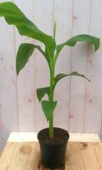 Bananenplant eenjarig groen - Warentuin Natuurlijk, Tuin en Terras, Planten | Tuinplanten, Verzenden