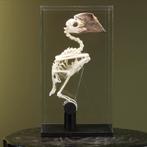 Zilveroorneushoornvogel Skelet, Verzamelen, Nieuw, Opgezet dier, Vogel, Ophalen of Verzenden