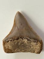 Megalodon tand 5,4 cm - Fossiele tand - Carcharocles