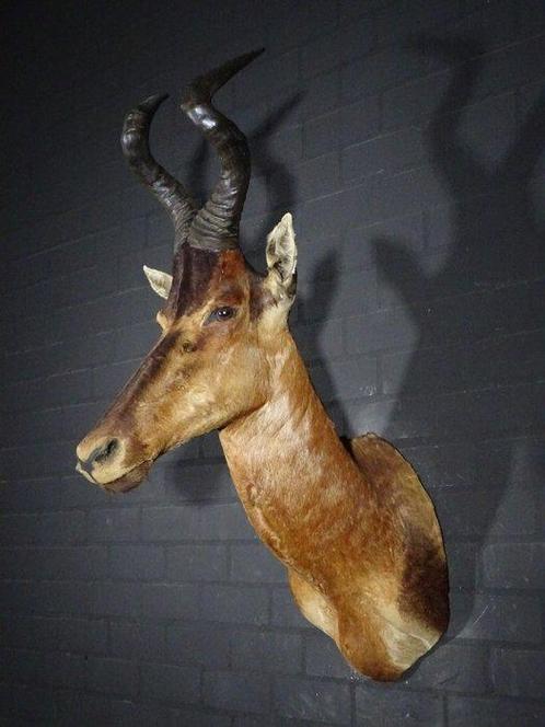 Hartenbeest Taxidermie schoudermontage - Alcelaphus, Verzamelen, Dierenverzamelingen