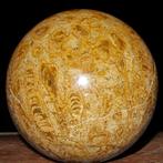 Een exclusieve Jurassic Coral grote fossiele koraalbol