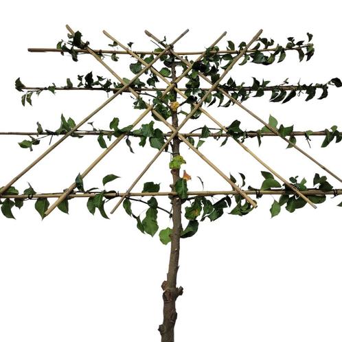 Leisierpeer - Pyrus calleryana Chanticleer - Omtrek: 6-10 cm, Tuin en Terras, Planten | Bomen, Ophalen of Verzenden