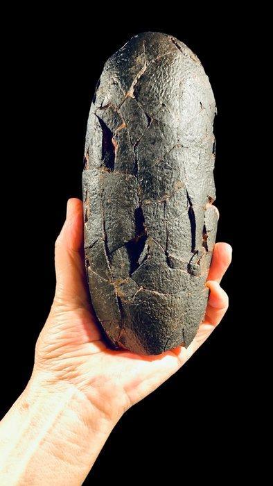 Gefossiliseerd ei - Macroolithus - 22 cm - 9 cm, Verzamelen, Mineralen en Fossielen