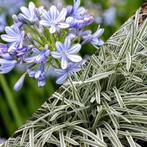 Agapanthus Silver Moon - Zilverkaars - Wortelgoed - 5 stu, Tuin en Terras, Planten | Tuinplanten, Verzenden