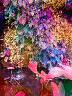 Viet Ha Tran - Secret Garden V