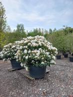 Rhododendron Hybr. Cunninghams White, Tuin en Terras, Planten | Bomen, Ophalen