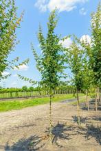 Acer campestre Elsrijk hoogstam, Tuin en Terras, Planten | Tuinplanten