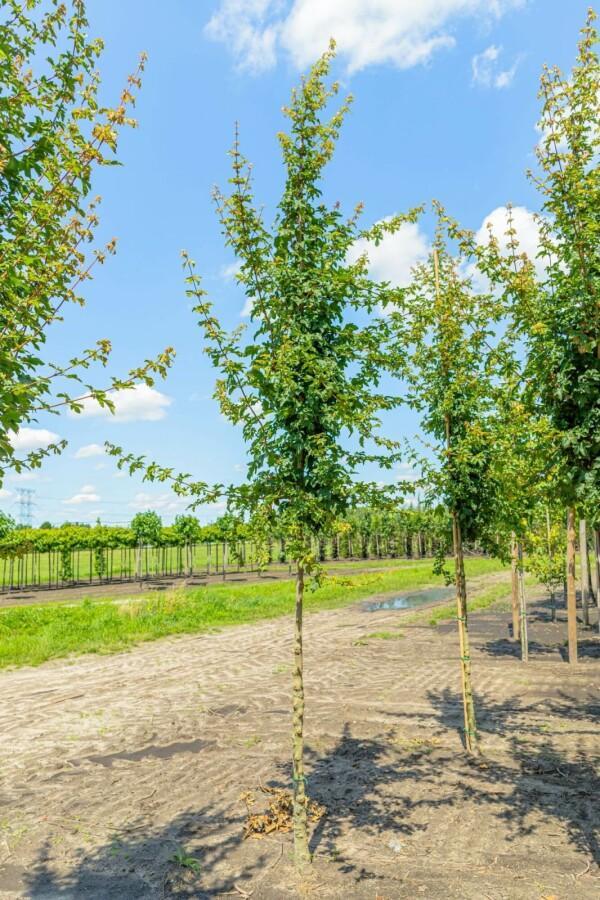 Acer campestre Elsrijk hoogstam, Tuin en Terras, Planten | Tuinplanten