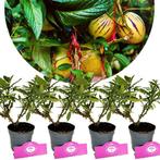 Solanum Muricatum Pepino Gold + pot 9cm 4 pcs, Verzenden, Volle zon