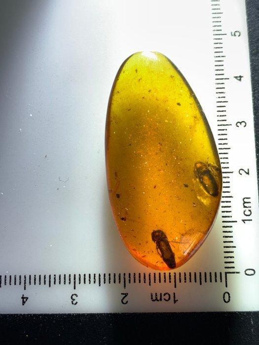 Barnsteen (Zonder minimumprijs), Verzamelen, Mineralen en Fossielen