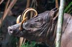 Sooka Interior - sculptuur, Sculpture, Babirusa Skull on a