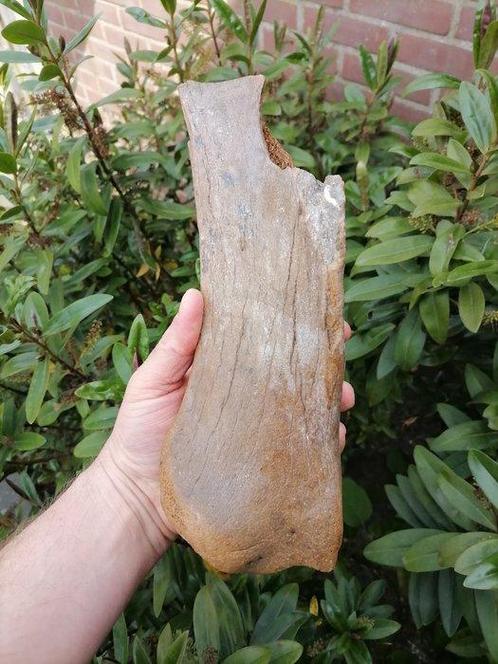Wolharige neushoorn - Fossiel bot - Coelodonta antiquitatis, Verzamelen, Mineralen en Fossielen