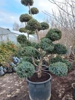 Juniperus squamata meyrii  Bonsai Jeneverbes, Tuin en Terras, Ophalen
