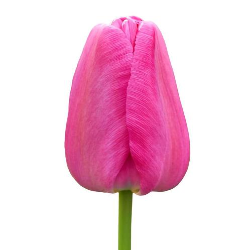 Bloembollen - 64 x Tulp Purple Pride - paars, Tuin en Terras, Bloembollen en Zaden, Bloembol, Voorjaar, Volle zon, Verzenden