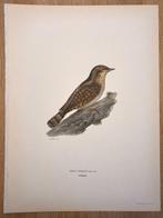 Von Wright brothers & Bror Halberg - Eurasian wryneck, Nieuw