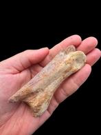 Dinosaurusvinger - Fossiel bot - Spinosaurus aegyptiacus -