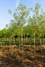 Acer negundo Flamingo hoogstam 14/16