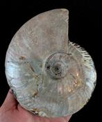 Ammoniet - Gefossiliseerd dier - Aioloceras (Cleoniceras), Verzamelen, Mineralen en Fossielen