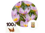 Tulpenbollen bakeri Lilac Wonder - set van 100 bollen, Tuin en Terras, Bloembollen en Zaden, Verzenden