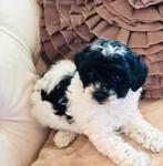 Harlekijn toy poedels teefje en reutje 2 x ingeent, Dieren en Toebehoren, Honden | Chihuahua's en Gezelschapshonden, Parvo, Overige rassen