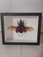 Kever-Beetle Taxidermie wandmontage - Augosoma Centaurus -, Antiek en Kunst, Curiosa en Brocante