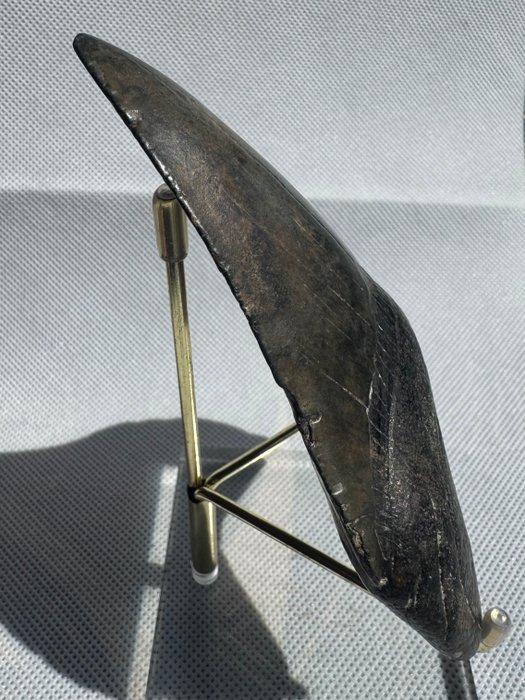 Megalodon - Fossiele tand - Carcharocles megalodon - 11.3 cm, Verzamelen, Mineralen en Fossielen
