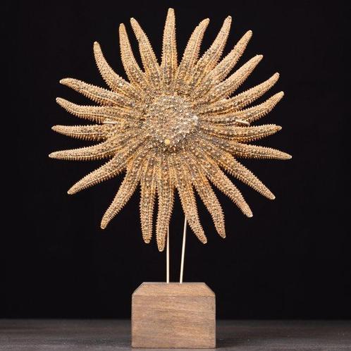 Cabinet de curiosités. - Marine Rarity. Taxidermie volledige, Verzamelen, Dierenverzamelingen