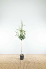 Crataegus x media Pauls Scarlet halfstam