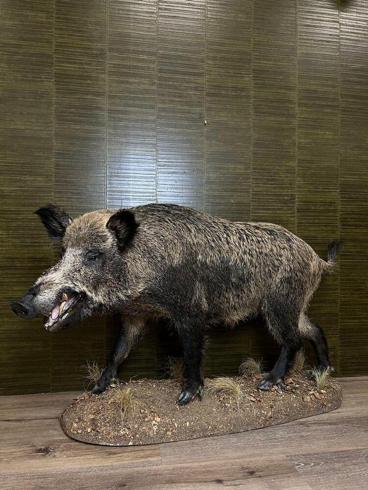 Keiler - Wild Zwijn Taxidermie Opgezette Dieren By Max, Verzamelen, Dierenverzamelingen, Opgezet dier, Nieuw, Wild dier, Ophalen of Verzenden