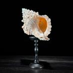 Een prachtige fijn gedetailleerde concheschalen op een op, Antiek en Kunst