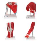 Anatomie model gewrichten met spieren (schouder, heup, k..., Nieuw