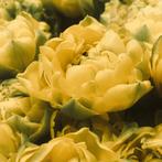 20x Tulpenbollen Avant Garde – Gele Dubbelbloemige Tulp, Verzenden