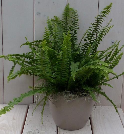 Koningsvaren taupe pot 30 cm, Huis en Inrichting, Kamerplanten, Verzenden