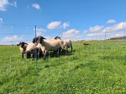 Alles voor uw Afrastering – Voor de scherpste prijs!, Dieren en Toebehoren, Schapen, Geiten en Varkens