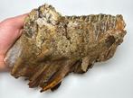 Wolharige mammoet - Fossiele kies - 14 cm, Verzamelen
