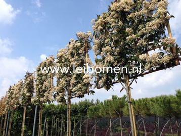 Groenblijvende leibomen leilaurier photinia leibeuk leilinde