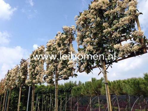 Groenblijvende leibomen leilaurier photinia leibeuk leilinde, Tuin en Terras, Planten | Bomen, Ophalen