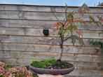 Japanese maple bonsai (Acer palmatum) - Hoogte (boom): 28 cm