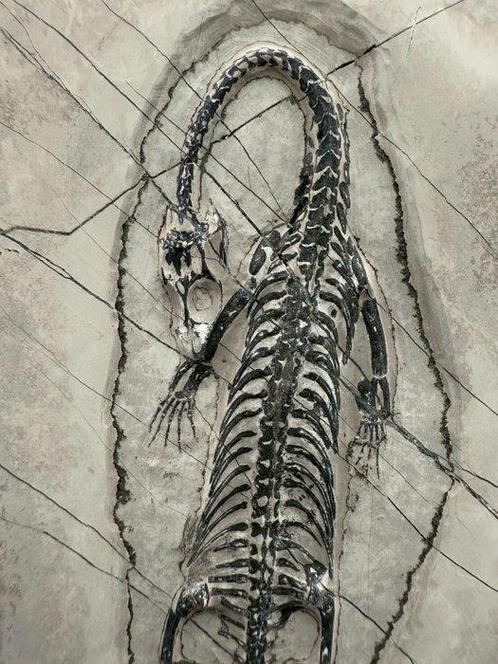 Fossiele plaatmatrix - Keichousaurus sp. - 14 cm - 8.5 cm, Verzamelen, Mineralen en Fossielen