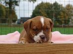 Old English Bulldog pups! | Mogen mee! | Hartelijk Welkom., Dieren en Toebehoren, Honden | Bulldogs, Pinschers en Molossers, Parvo