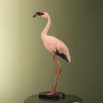 Lesser Flamingo Taxidermie Opgezette Dieren By Max, Ophalen of Verzenden, Nieuw, Vogel, Opgezet dier