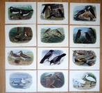 Collectie met dierenthema - Vogelplaten van M.A. Koekkoek