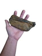 Tyrannosaurus pelvis piece - Fossiel bot, Verzamelen