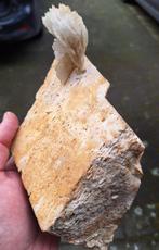 Albite variëteit cleavelandite Kristallen op matrix -, Verzamelen, Mineralen en Fossielen