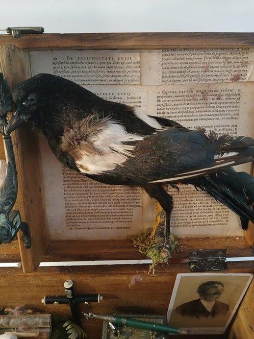 autre - Diorama Cabinet de curiosités, ,malle de naturaliste, Verzamelen, Dierenverzamelingen