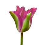 Bloembollen - 64 x Tulp Green Love - rood met groen, Tuin en Terras, Verzenden, Voorjaar, Volle zon, Bloembol